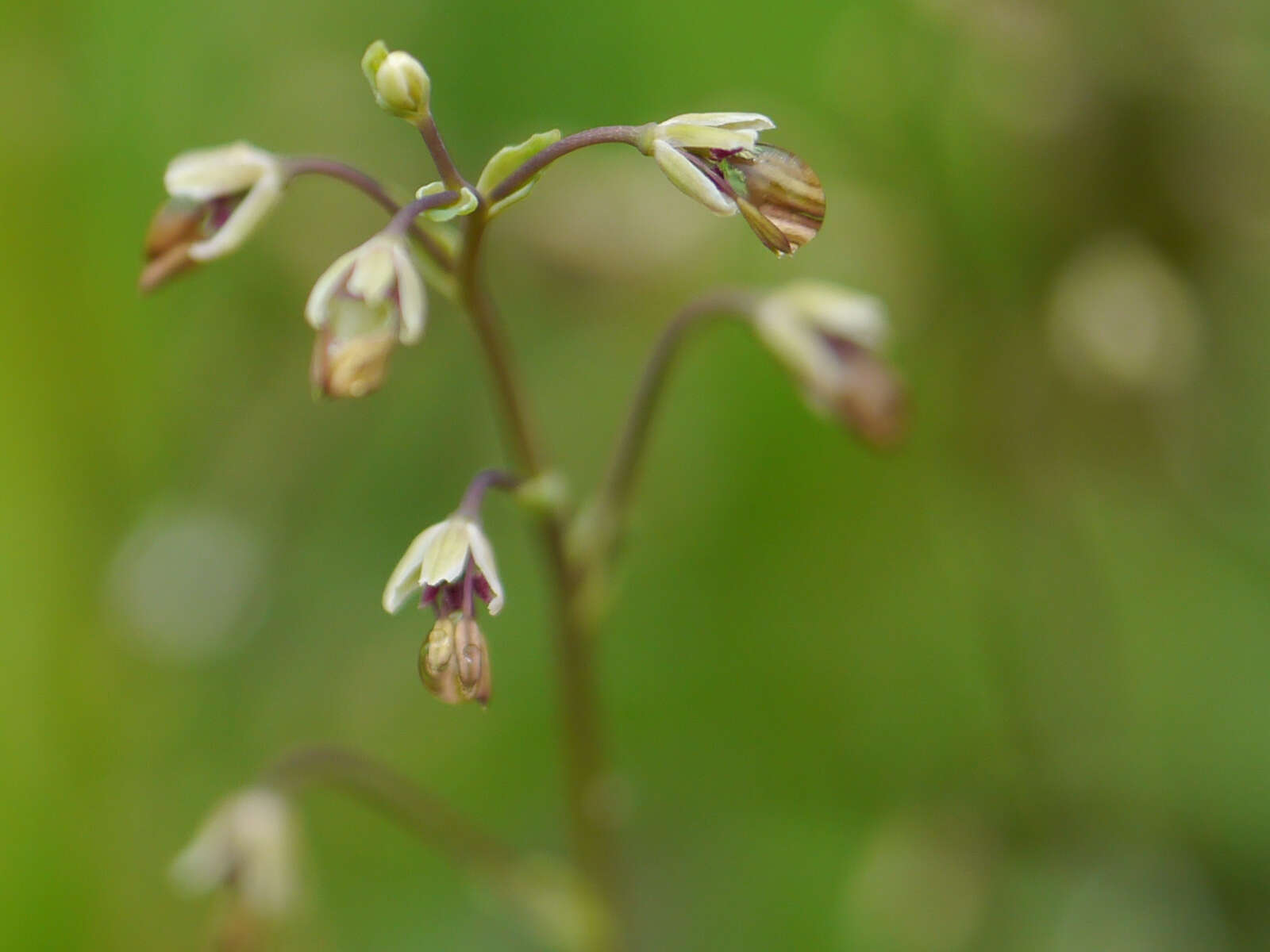 Image of alpine meadow-rue