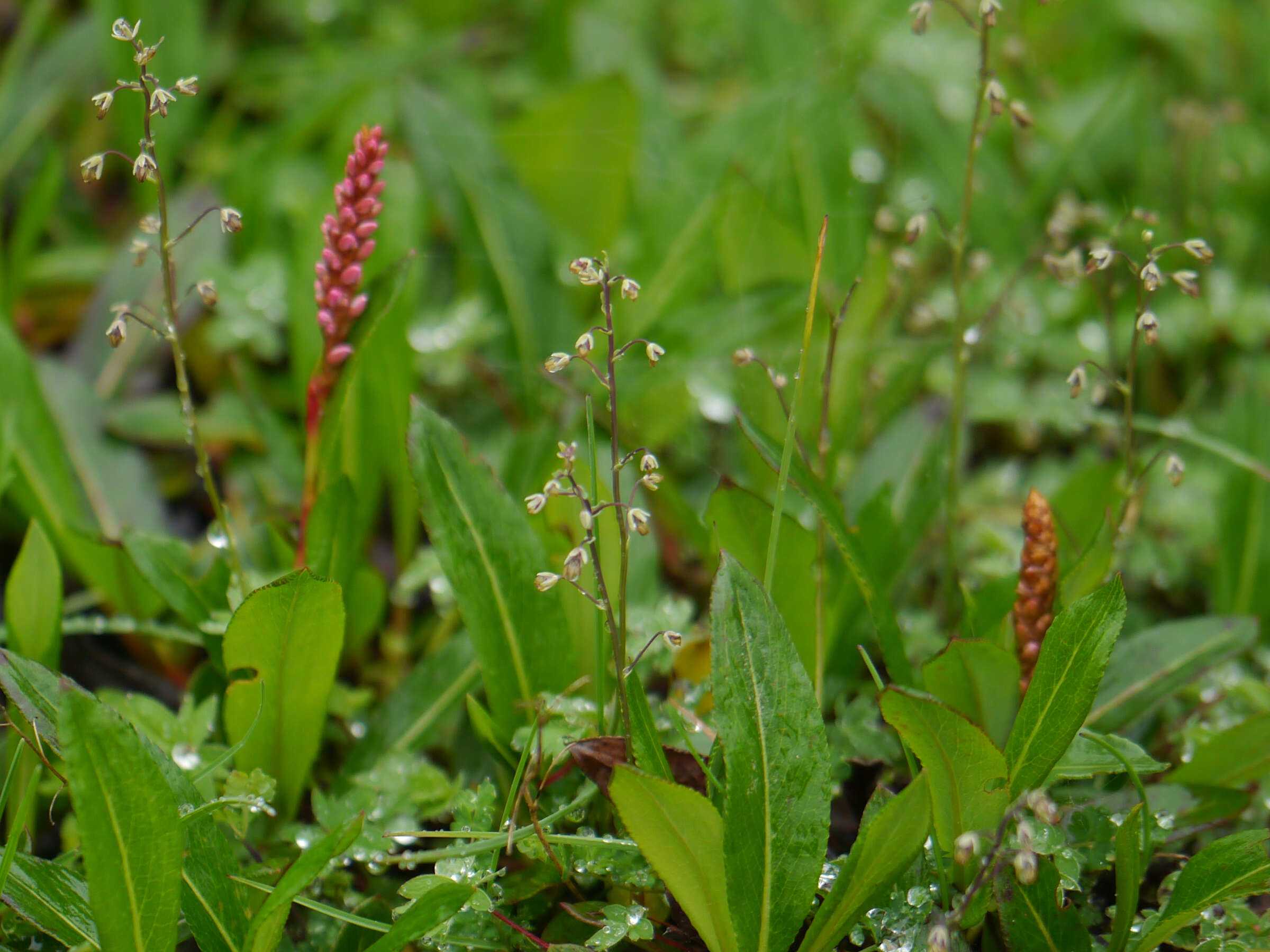 Image of alpine meadow-rue