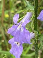 Image of Lobelia apalachicolensis D. D. Spauld., Barger & H. E. Horne