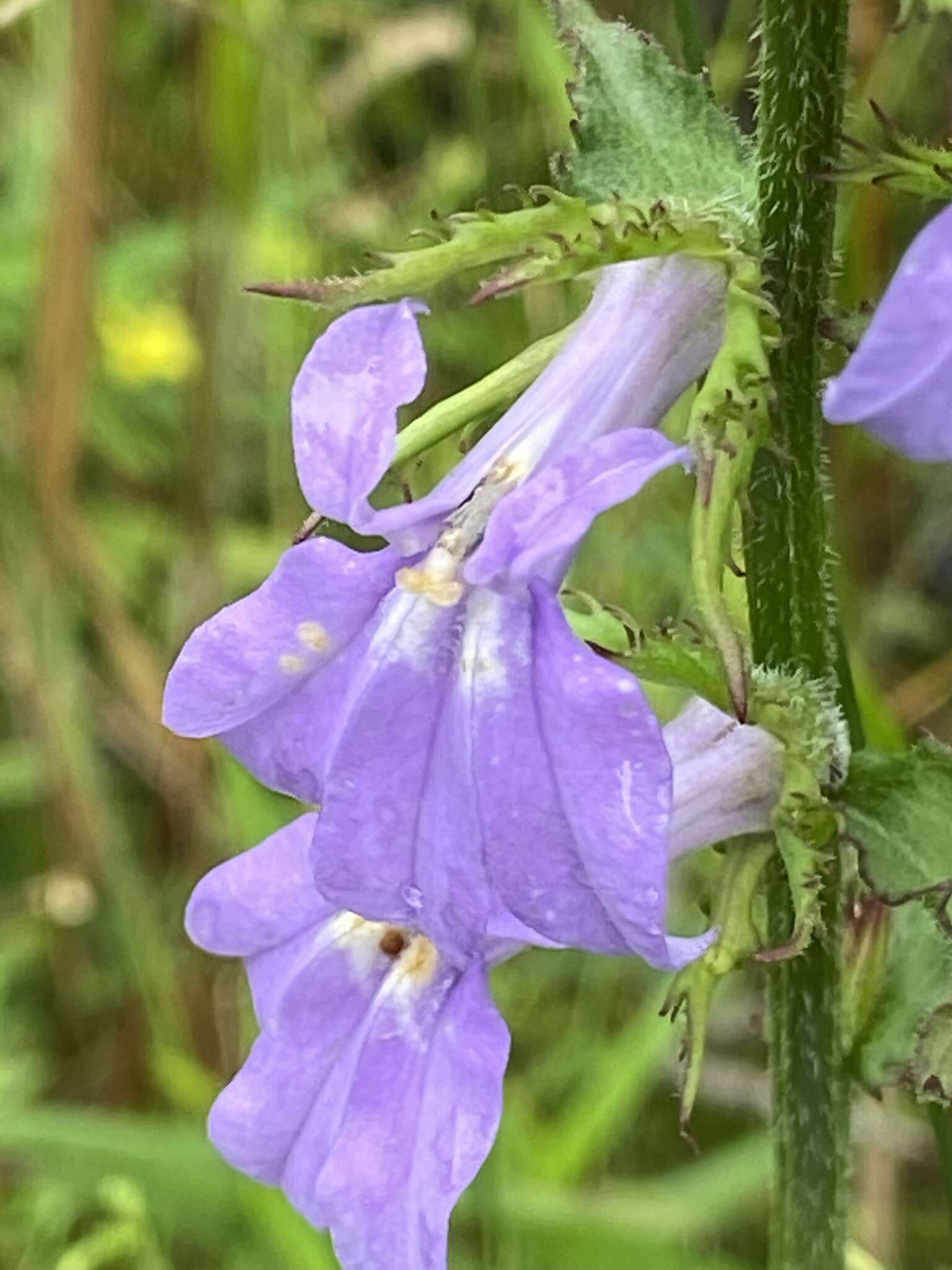 Image of Lobelia apalachicolensis D. D. Spauld., Barger & H. E. Horne