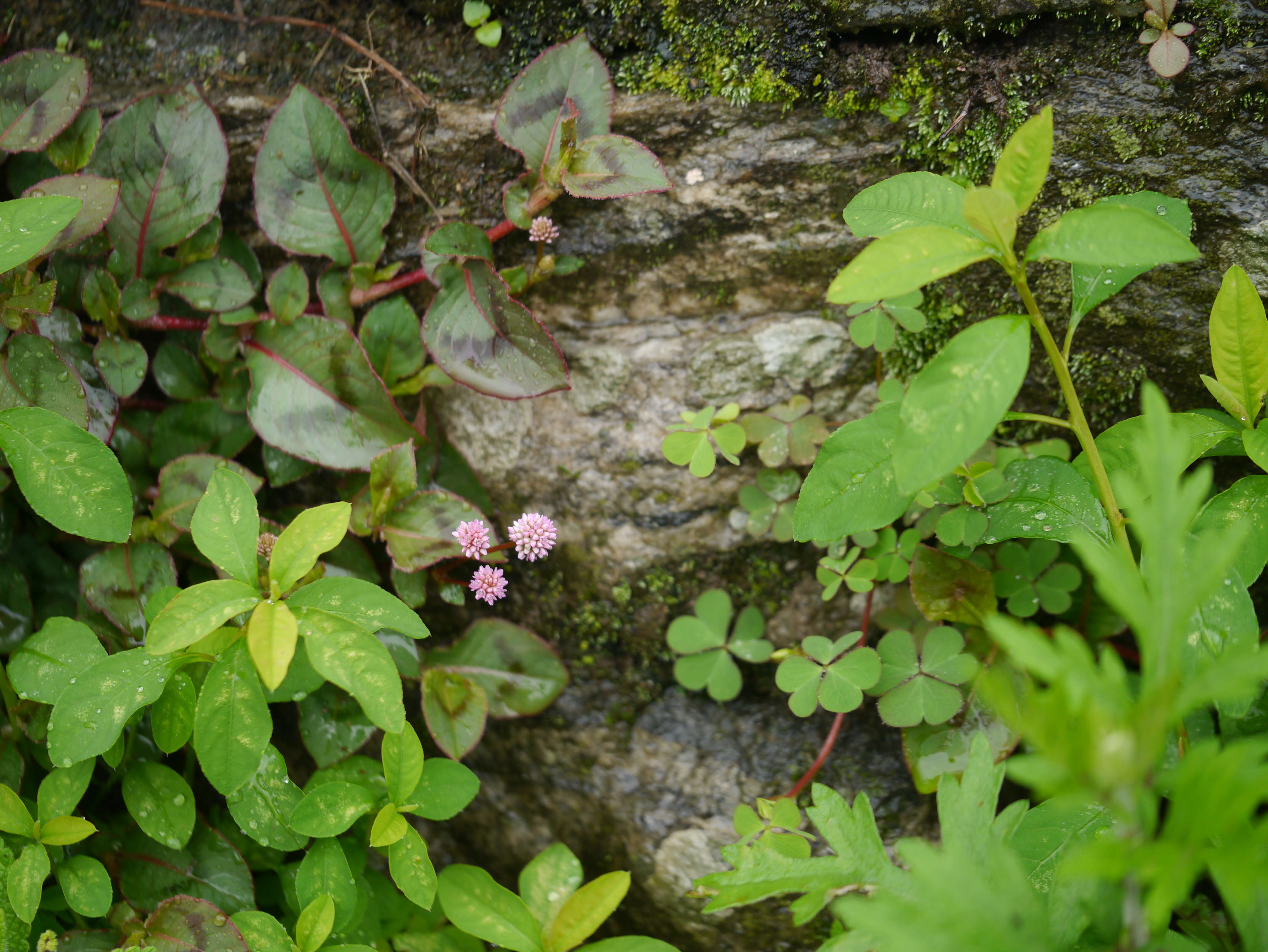 Imagem de Persicaria capitata (Buch.-Ham. ex D. Don) H. Gross