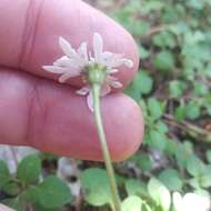 Image of Microspermum nummulariifolium Lag.