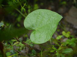 Image of tall morning-glory