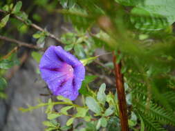 Image of tall morning-glory