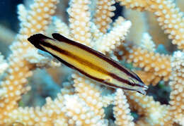 Image of Micronesian wrasse