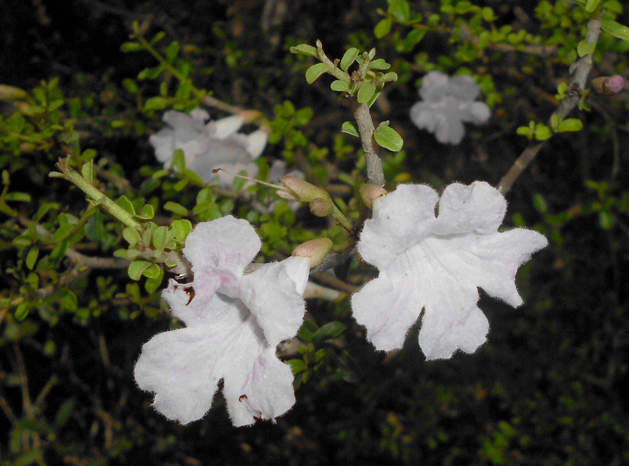 Image of Tabebuia myrtifolia (Griseb.) Britt.