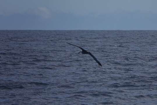 Image of Waved Albatross