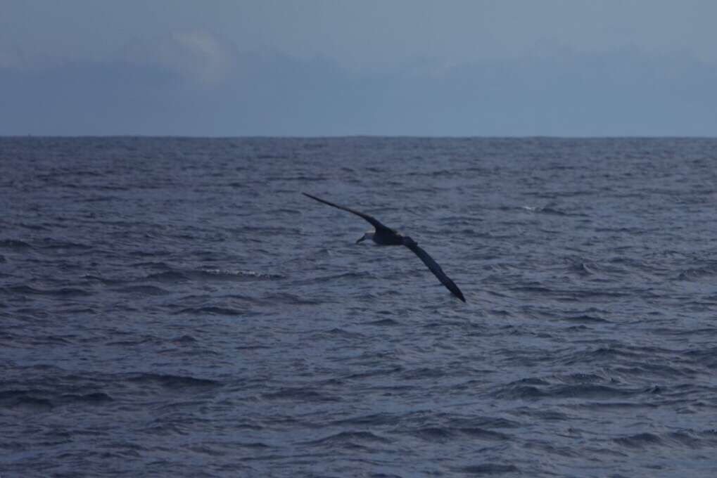 Image of Waved Albatross