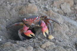 Image of East African red mangrove crab