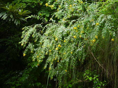 Image of Hypericum oblongifolium Choisy