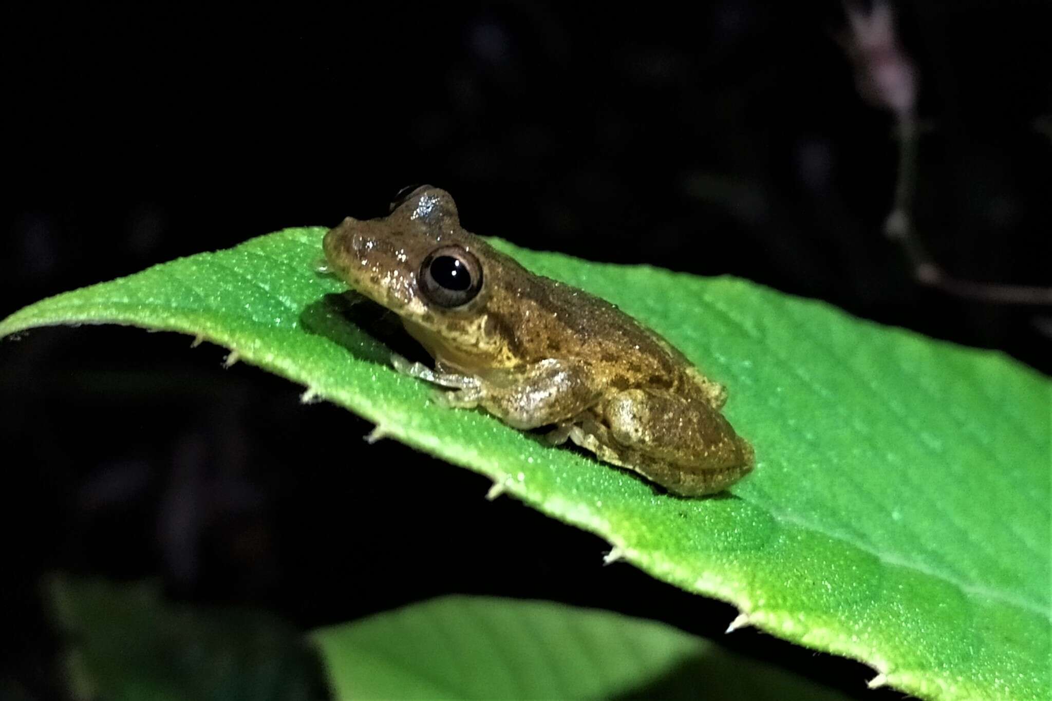 Sivun Scinax caprarius Acosta-Galvis 2018 kuva