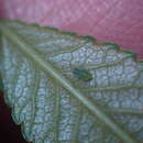 Plancia ëd Tinocallis (Tinocallis) ulmiparvifoliae Matsumura 1919