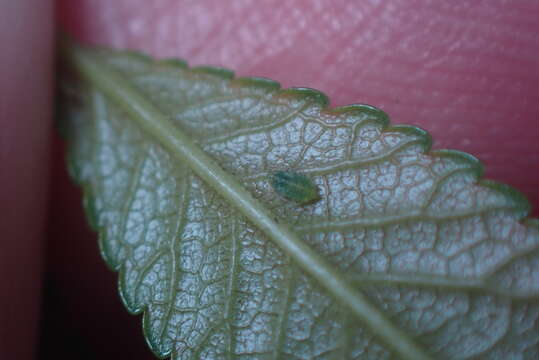 Tinocallis (Tinocallis) ulmiparvifoliae Matsumura 1919的圖片