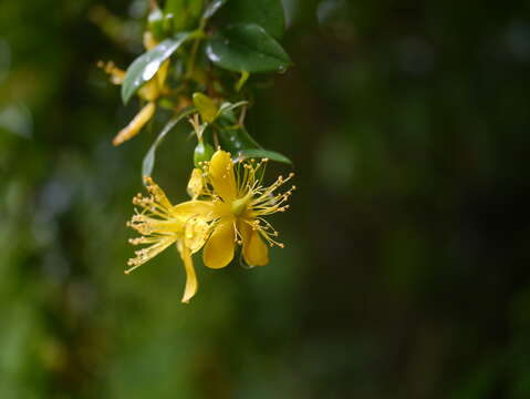 Image of Hypericum oblongifolium Choisy