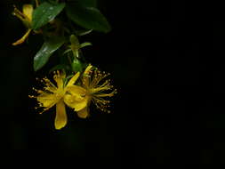 Image of Hypericum oblongifolium Choisy