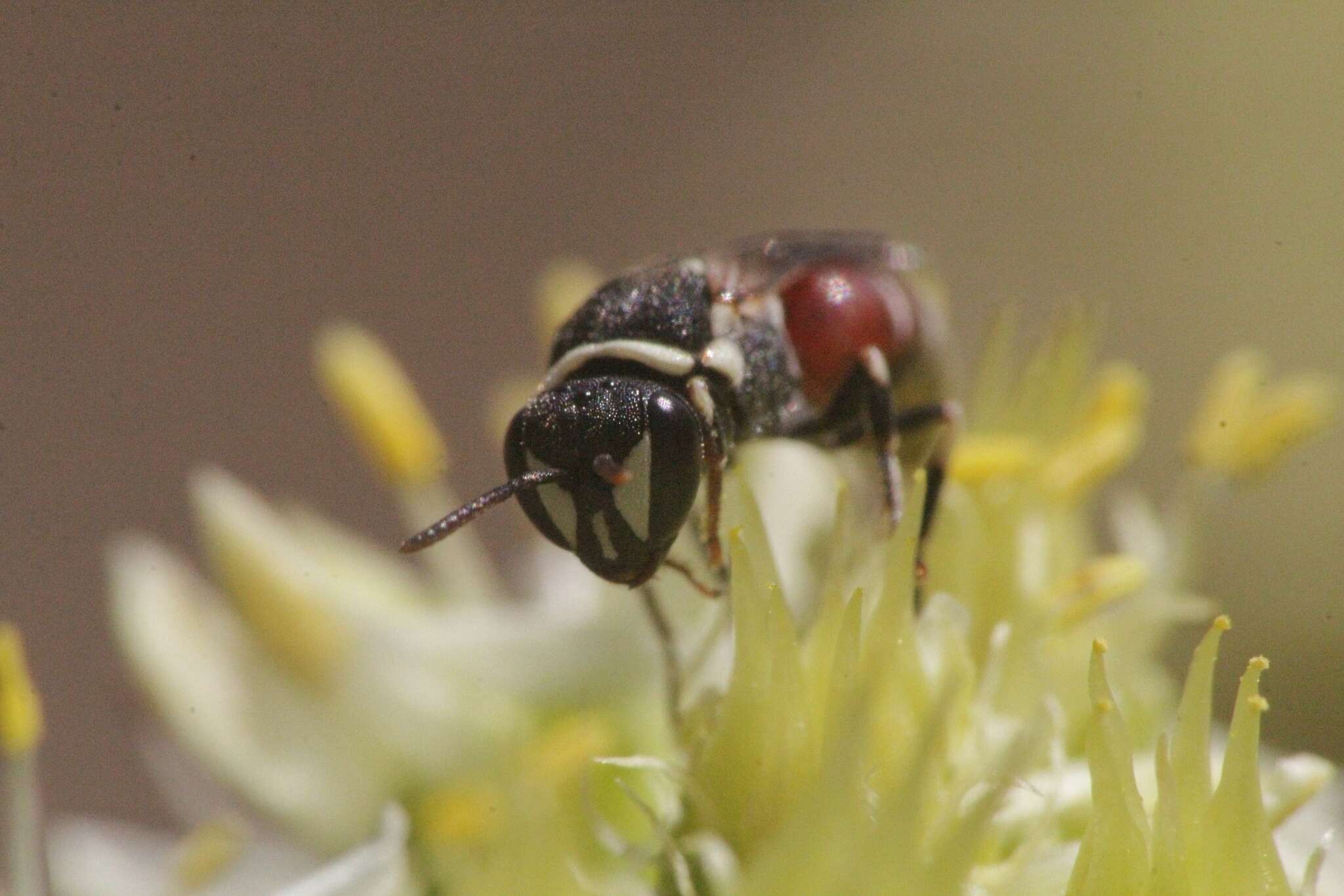 Image of Hylaeus meridionalis Förster 1871