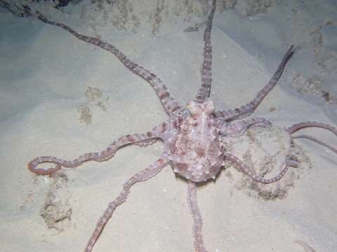 Callistoctopus ornatus (Gould 1852) resmi