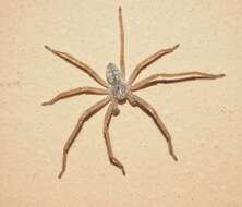 Image of Olios sericeus (Kroneberg 1875)