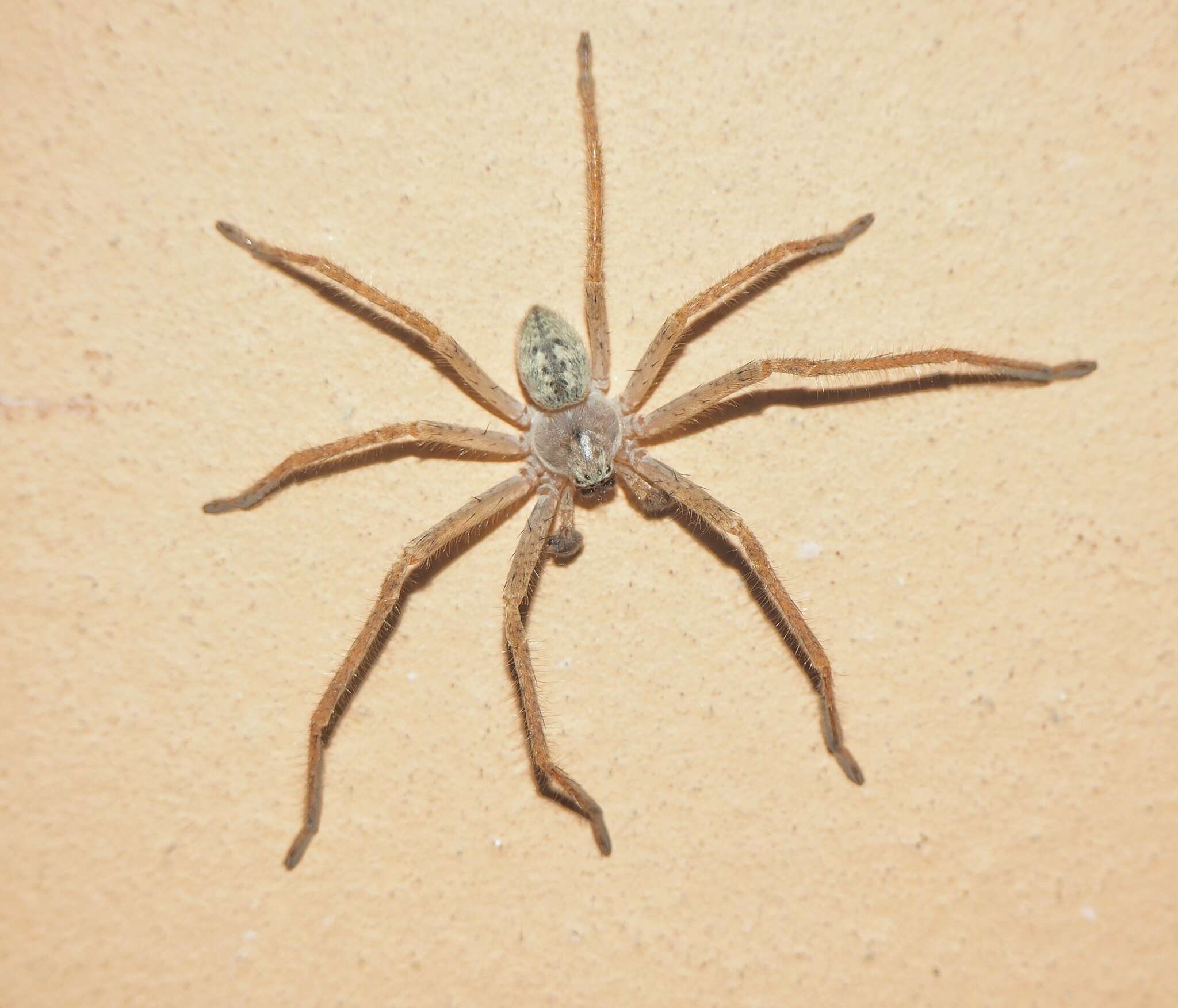 Image of Olios sericeus (Kroneberg 1875)