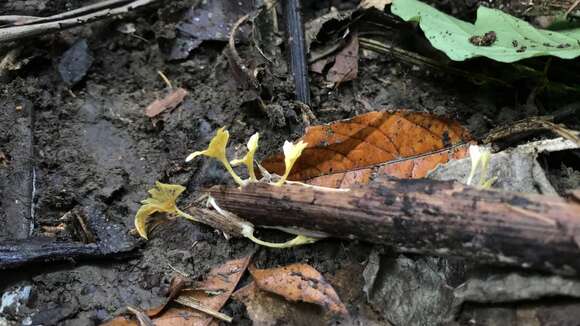 Cotylidia aurantiaca (Pat.) A. L. Welden 1958的圖片