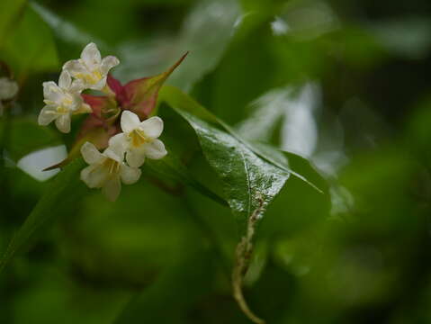 Image de Leycesteria