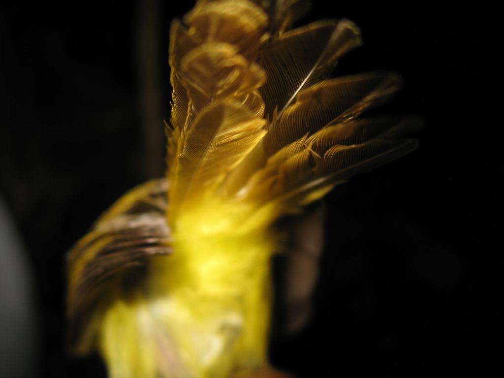 Image of Yellow-bellied Warbler