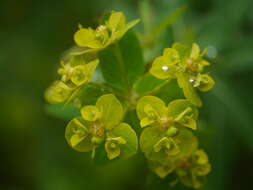 Image of Euphorbia cornigera Boiss.