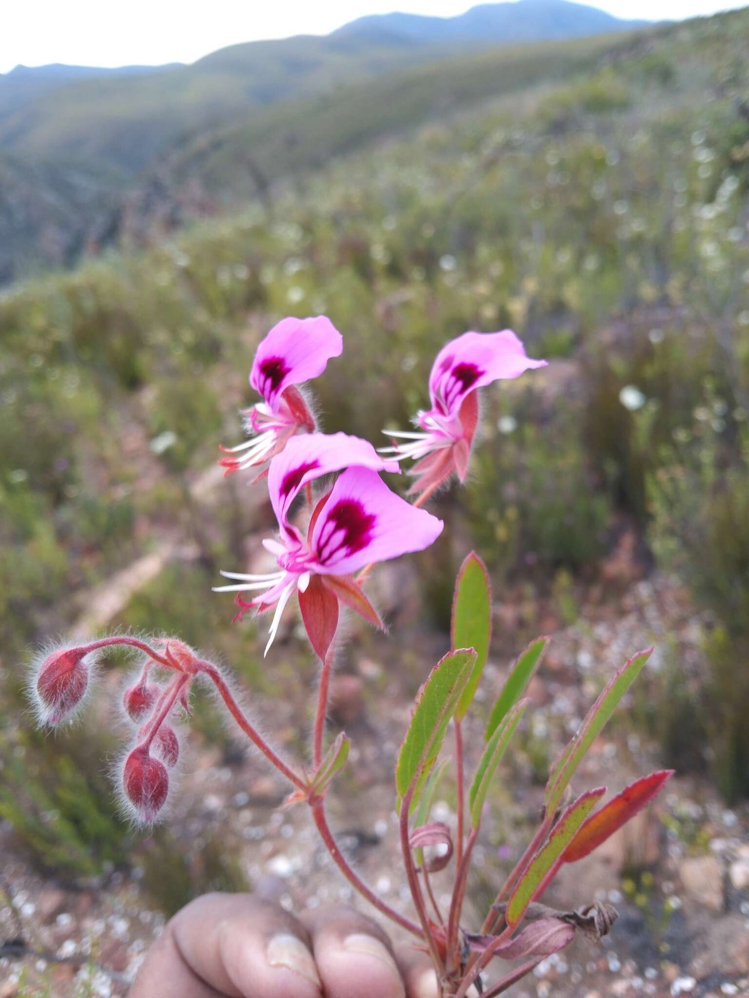 Imagem de Pelargonium ovale subsp. veronicifolium (Eckl. & Zeyh.) L. Hugo