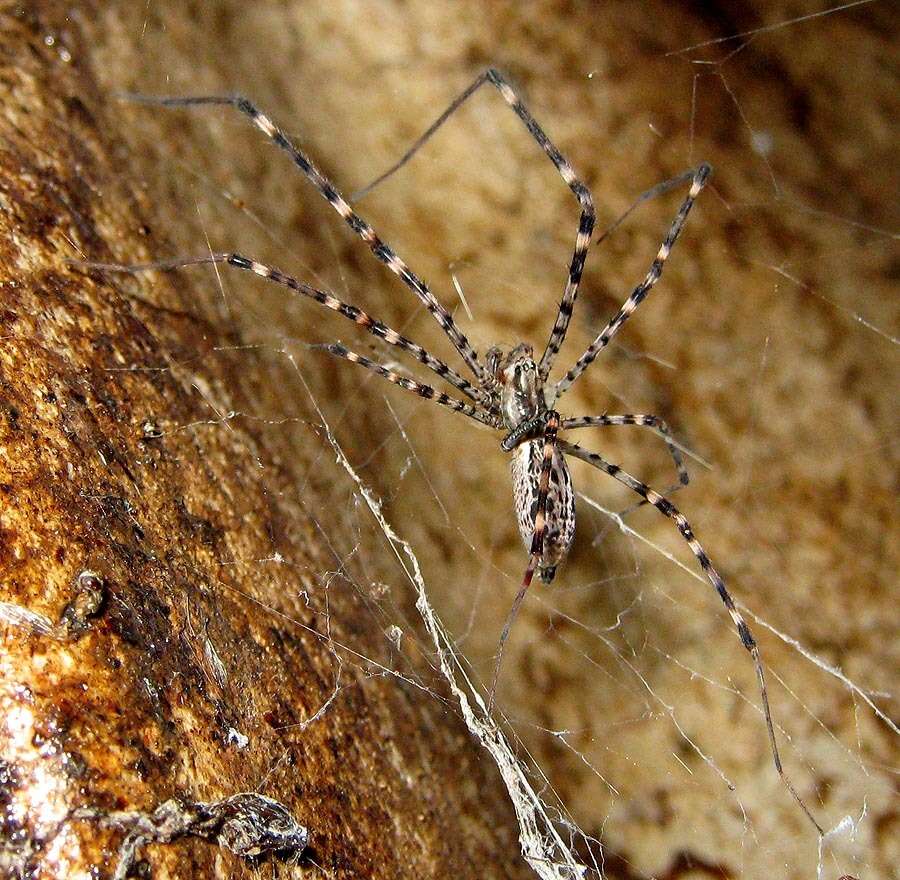 Imagem de Psechrus borneo Levi 1982