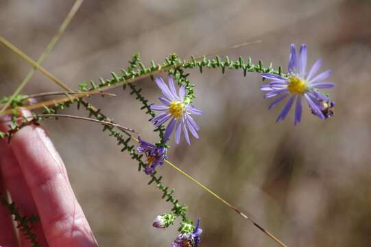 Image of Walter's aster