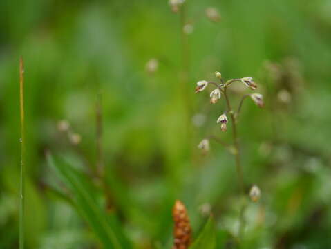 Image de Thalictrum alpinum L.