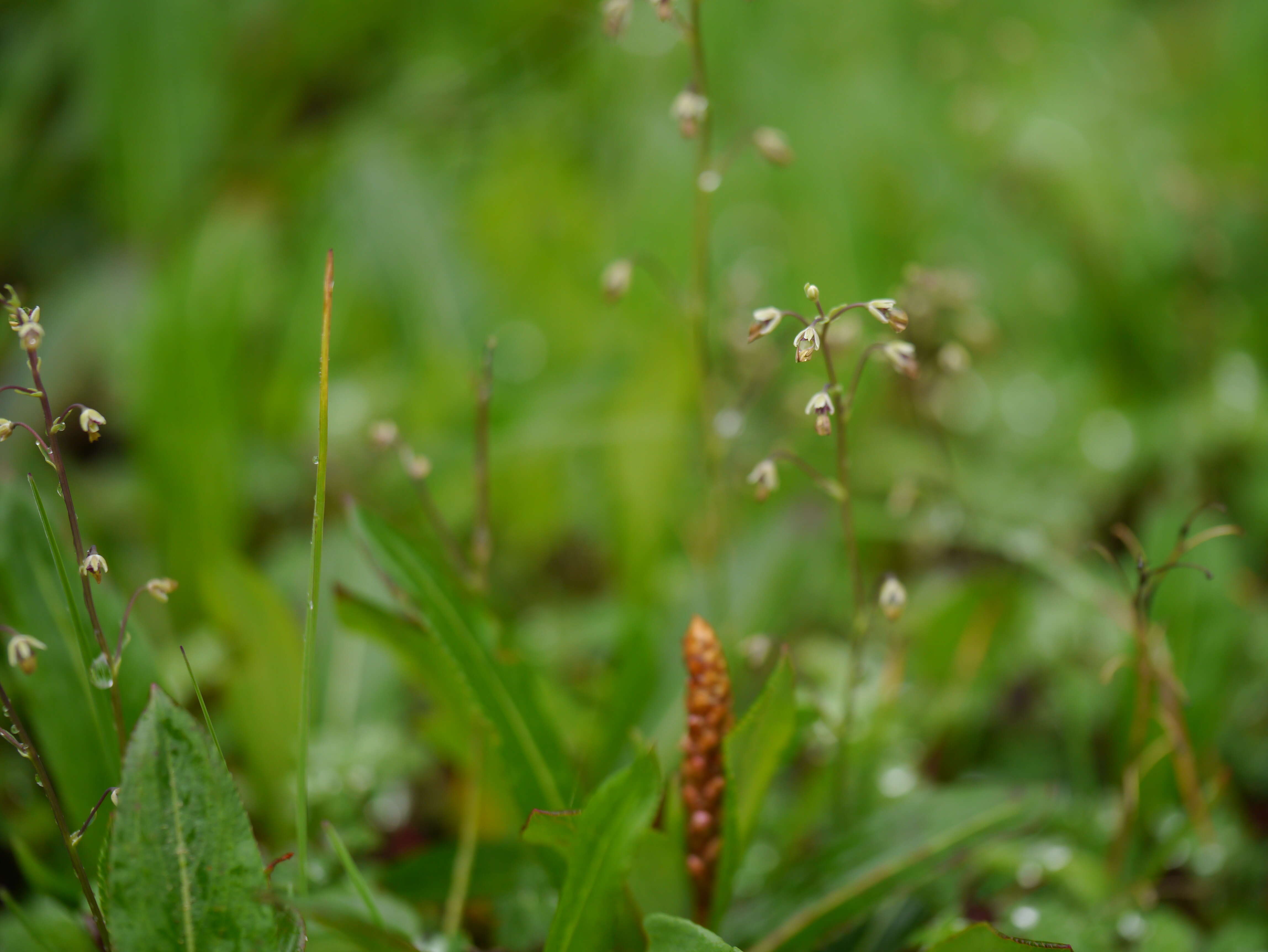 Image of alpine meadow-rue