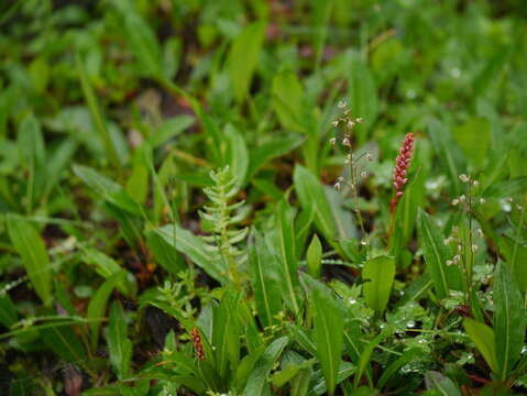 Image de Thalictrum alpinum L.