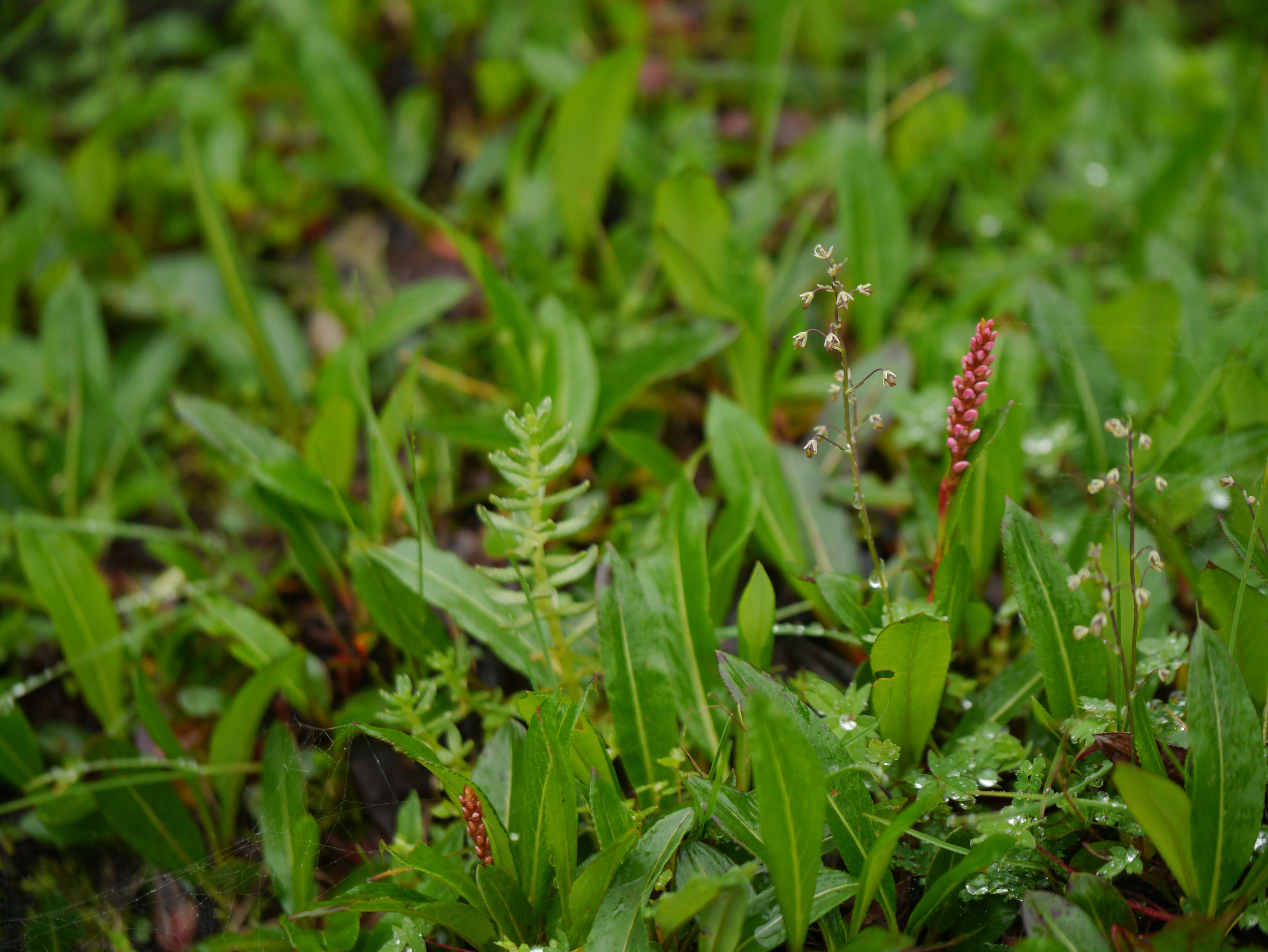 Image of alpine meadow-rue