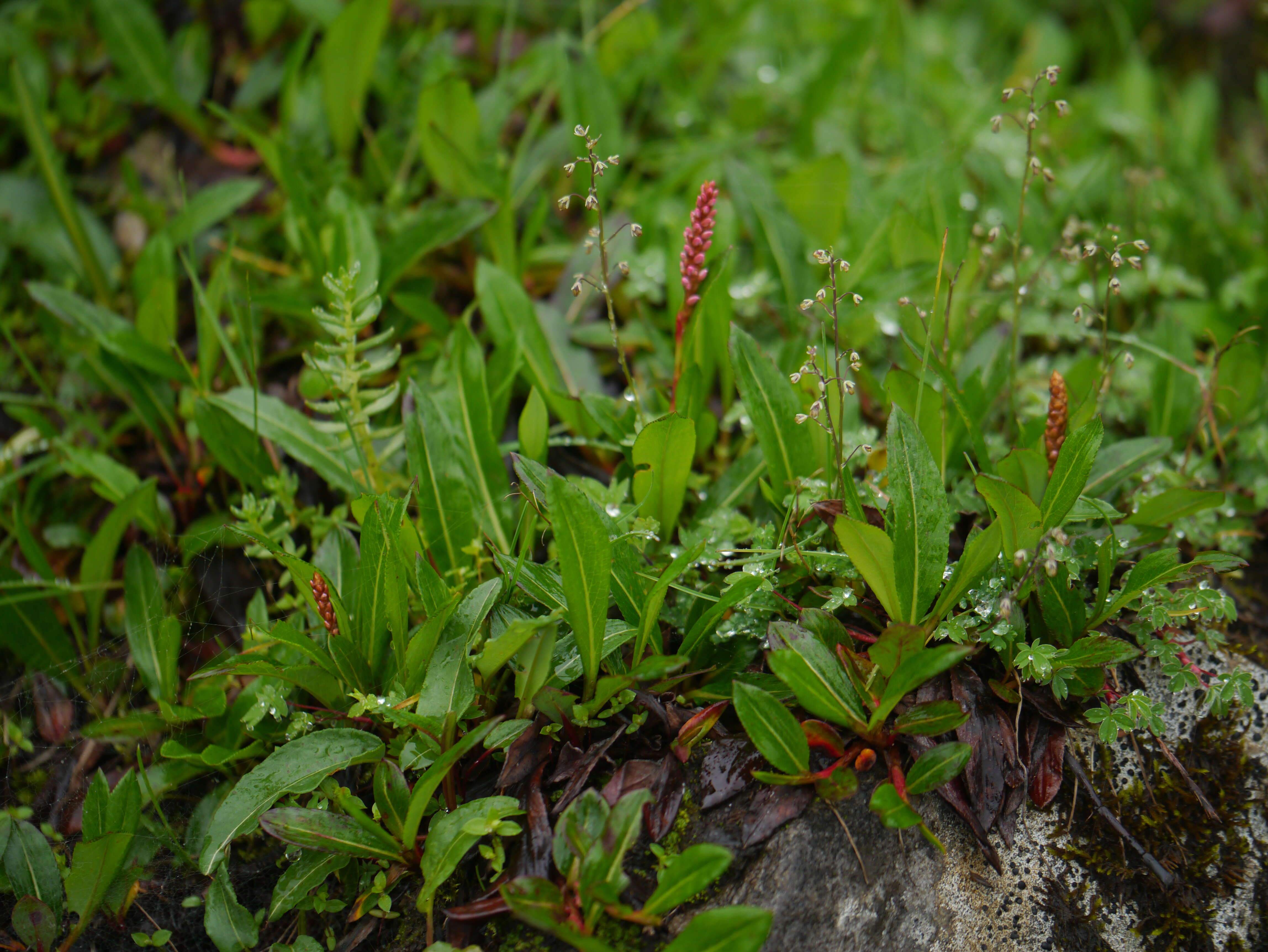 Image of alpine meadow-rue