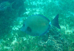 Image of Yellowspotted Sawtail