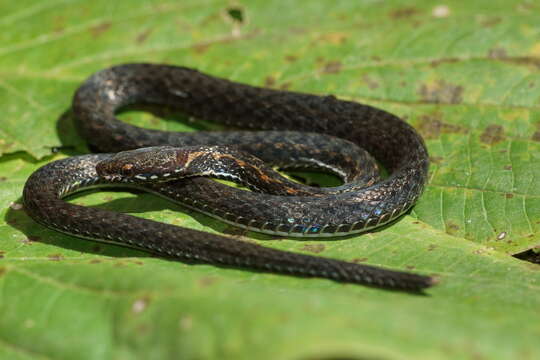 Image of Malayan Mountain Keelback