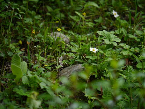 Image of Fragaria nubicola Lindl.