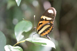 Image of Heliconius ethilla Latreille & Godart 1819