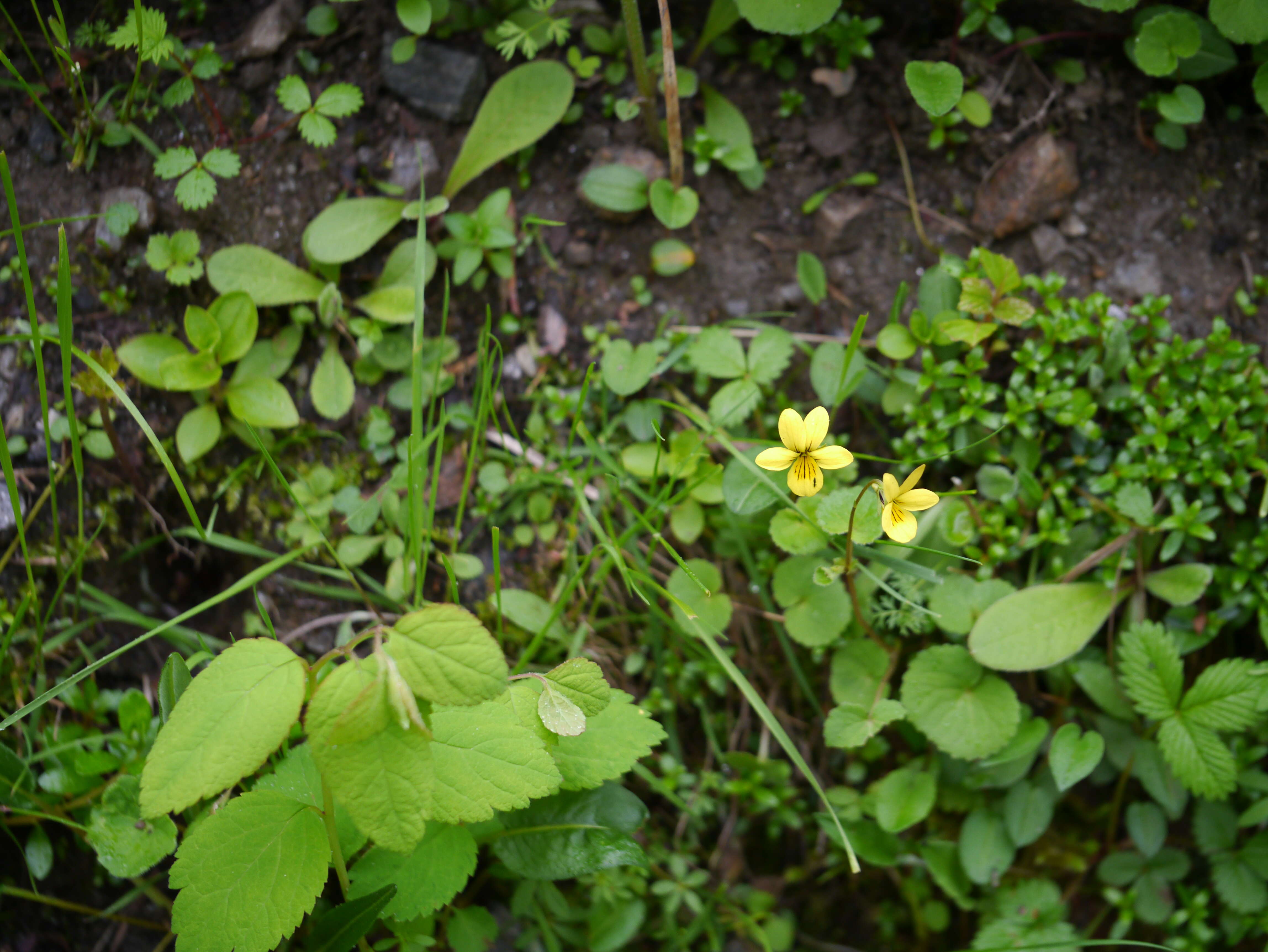 Image of arctic yellow violet