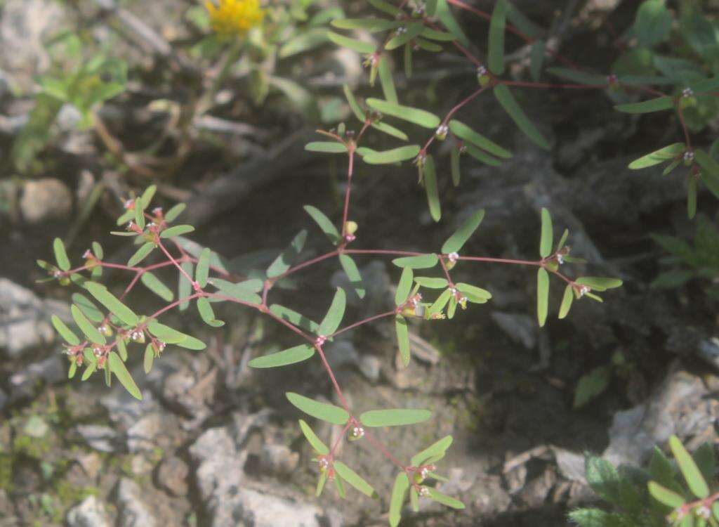 Слика од Euphorbia cumbrae Boiss.