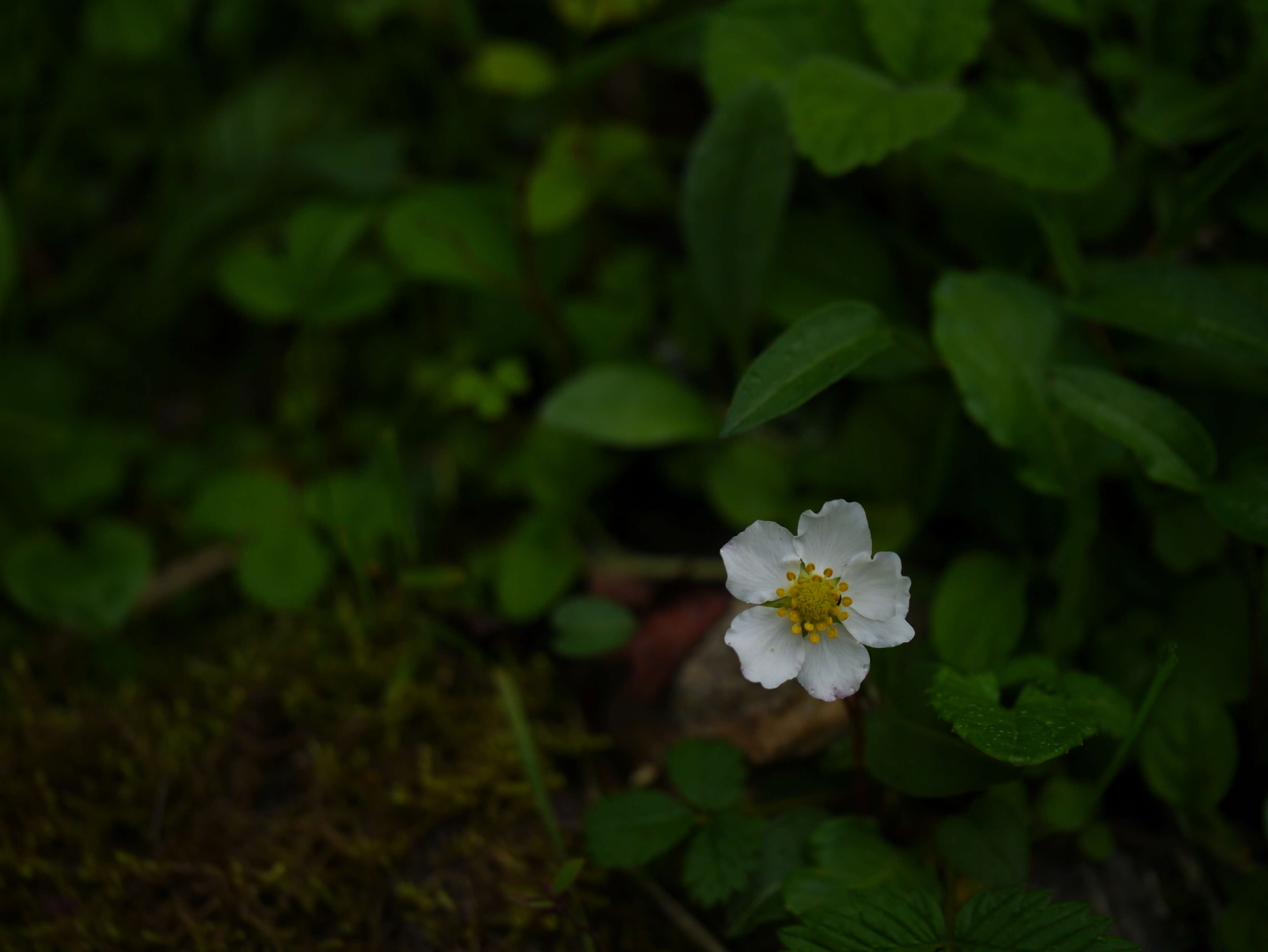 Image de Fragaria nubicola Lindl.