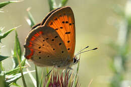 Image of <i>Lycaena ottomana</i>