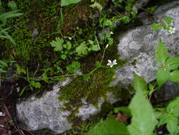 Plancia ëd Saxifraga cernua L.