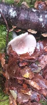 Image of Russula purpureotincta McNabb 1973