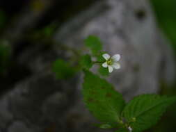 Plancia ëd Saxifraga cernua L.