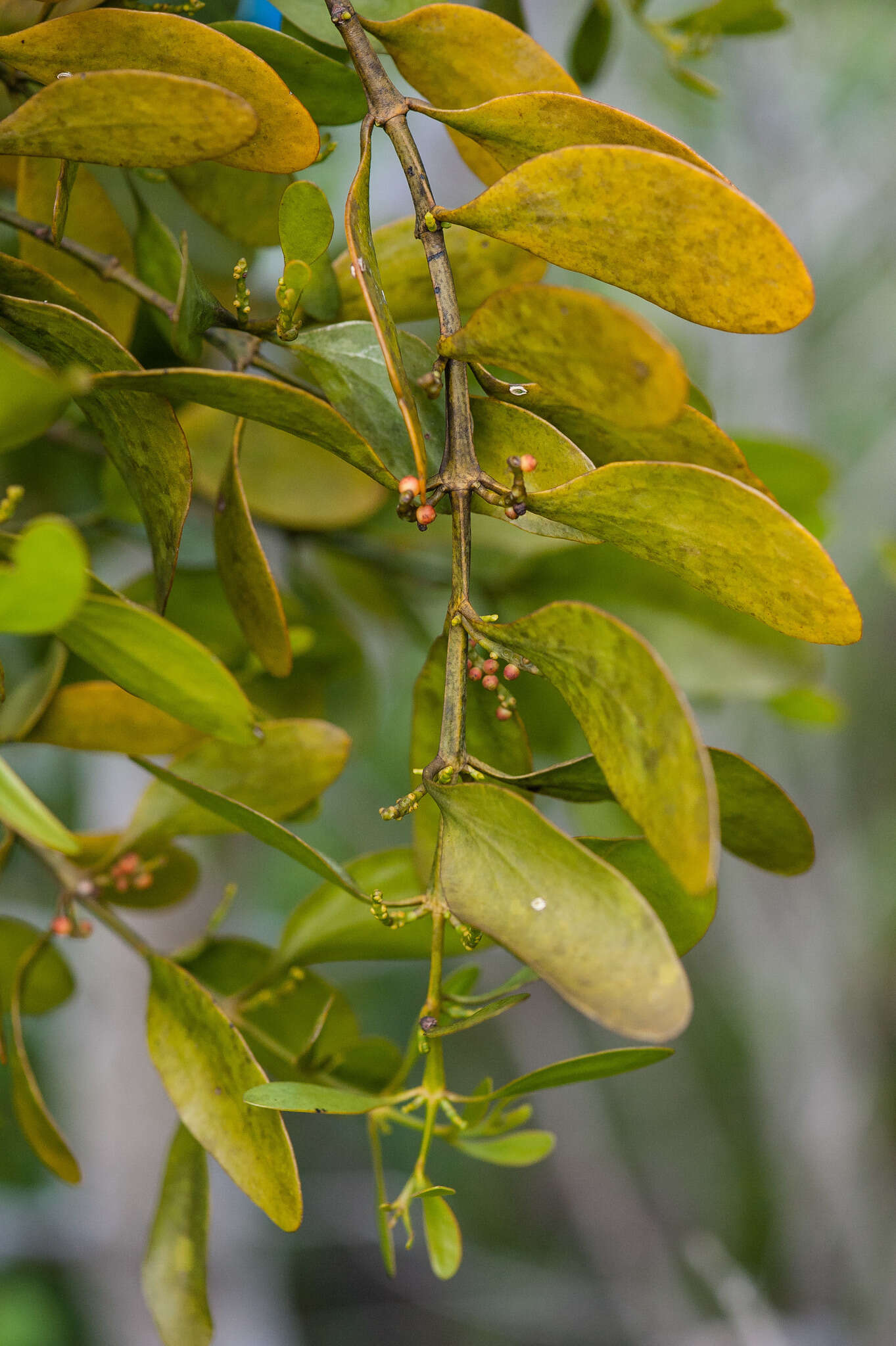 Image de Phoradendron rubrum (L.) Griseb. ex Eichl.