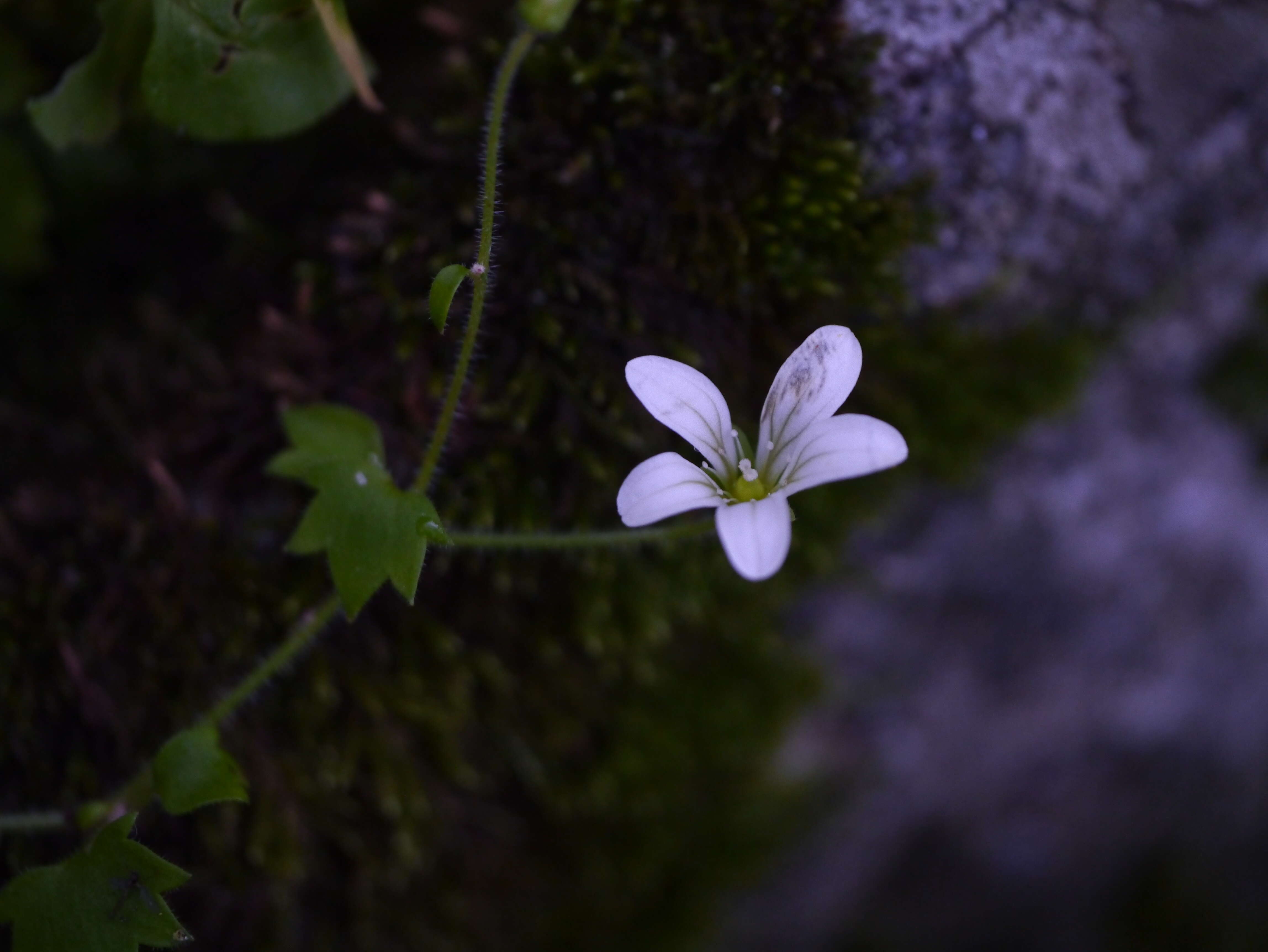 Plancia ëd Saxifraga cernua L.