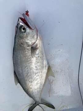 Image of Bigmouth leatherjacket