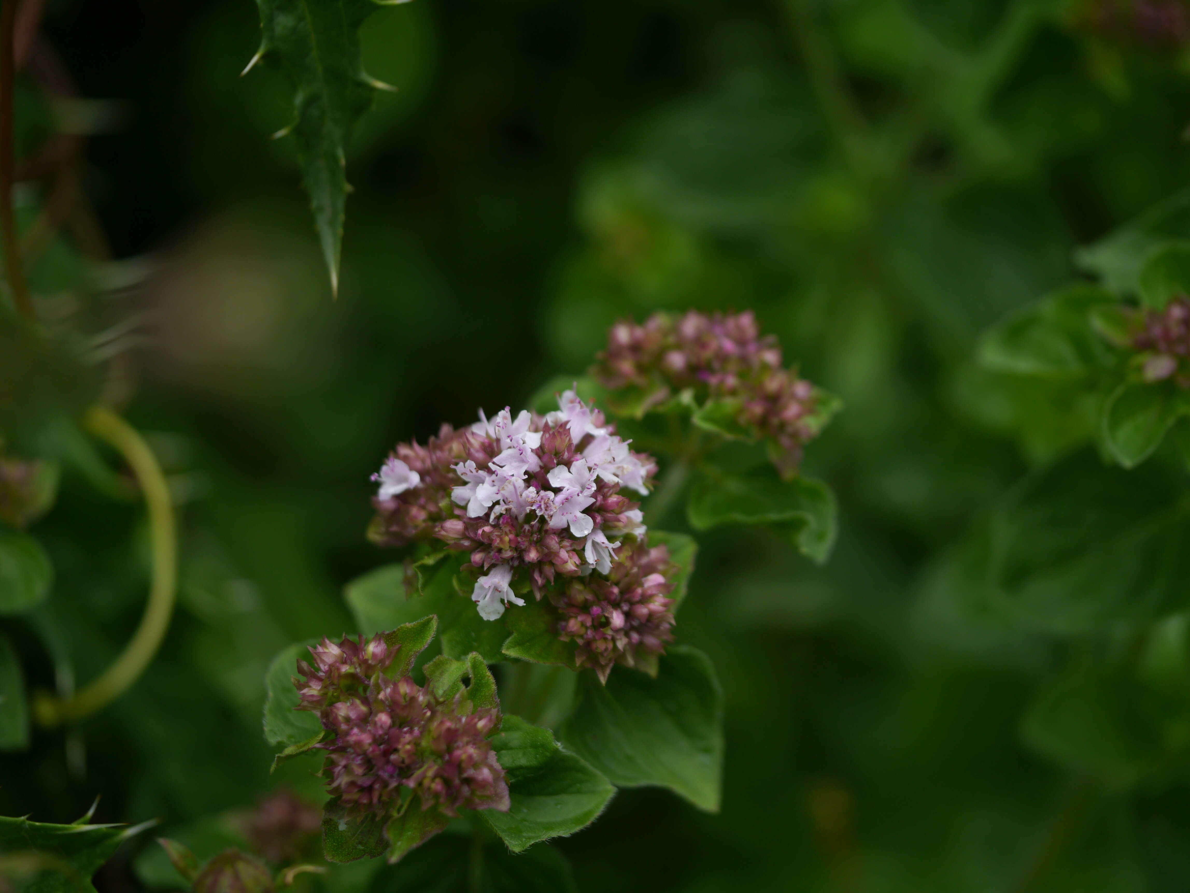 Image of oregano